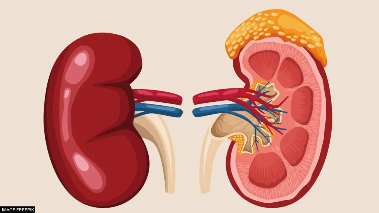 kidney