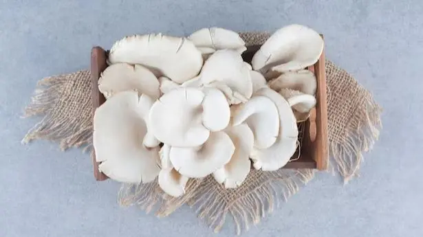 Oyster Mushroom