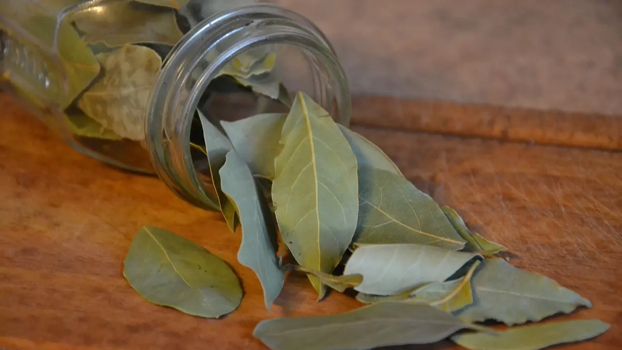 Bay Leaf