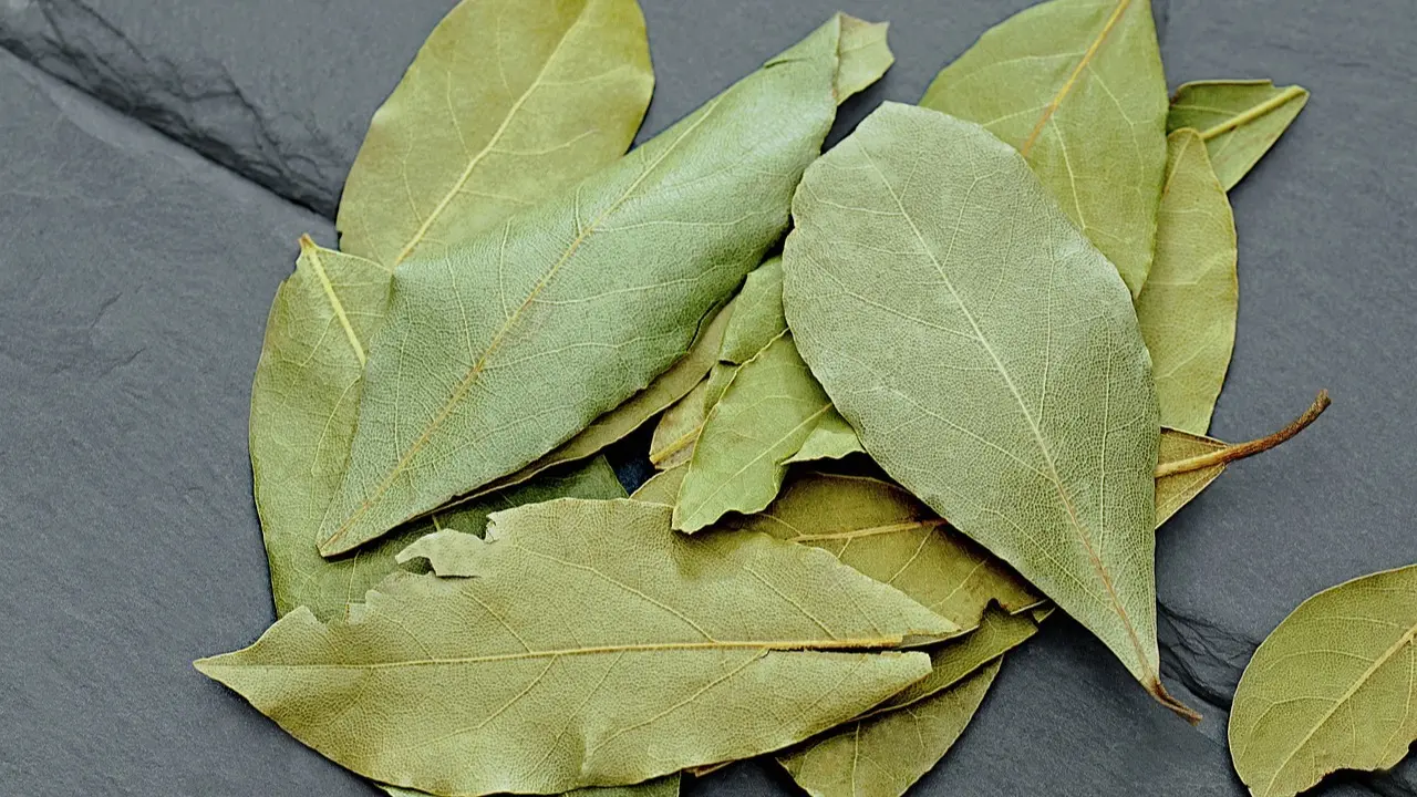 bay leaf
