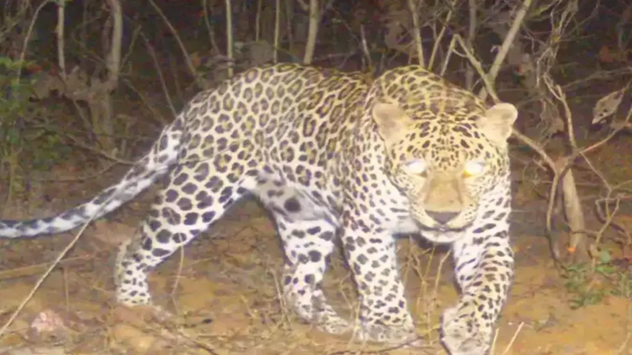 elderly woman dies in leopard attack in udaipur rajasthan