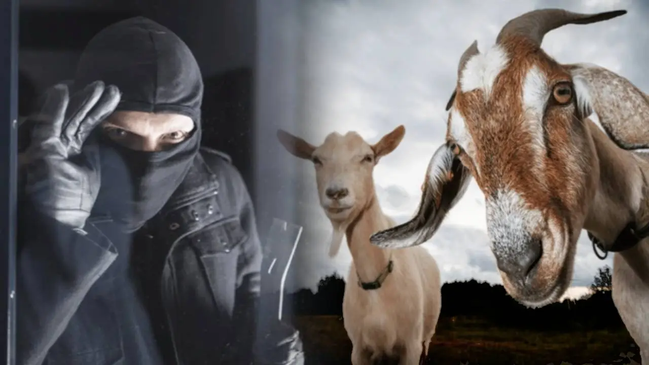 Robbers looted 6 goats in Delhi