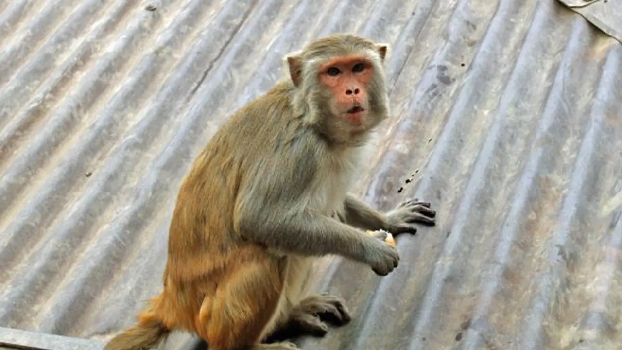 monkey ayodhya