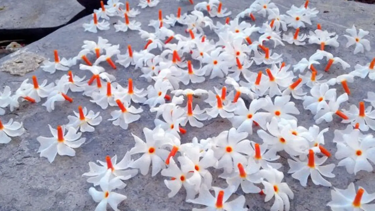 Parijat flowers
