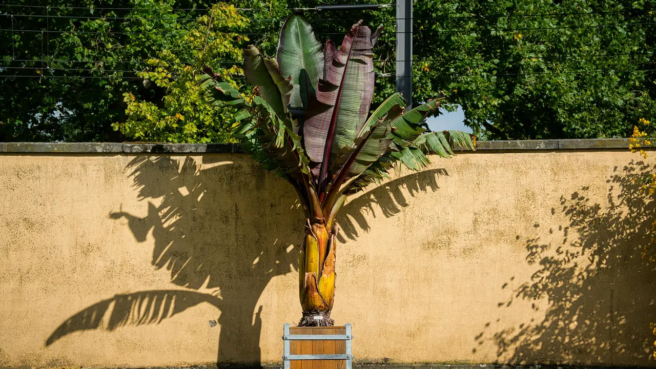 banana tree