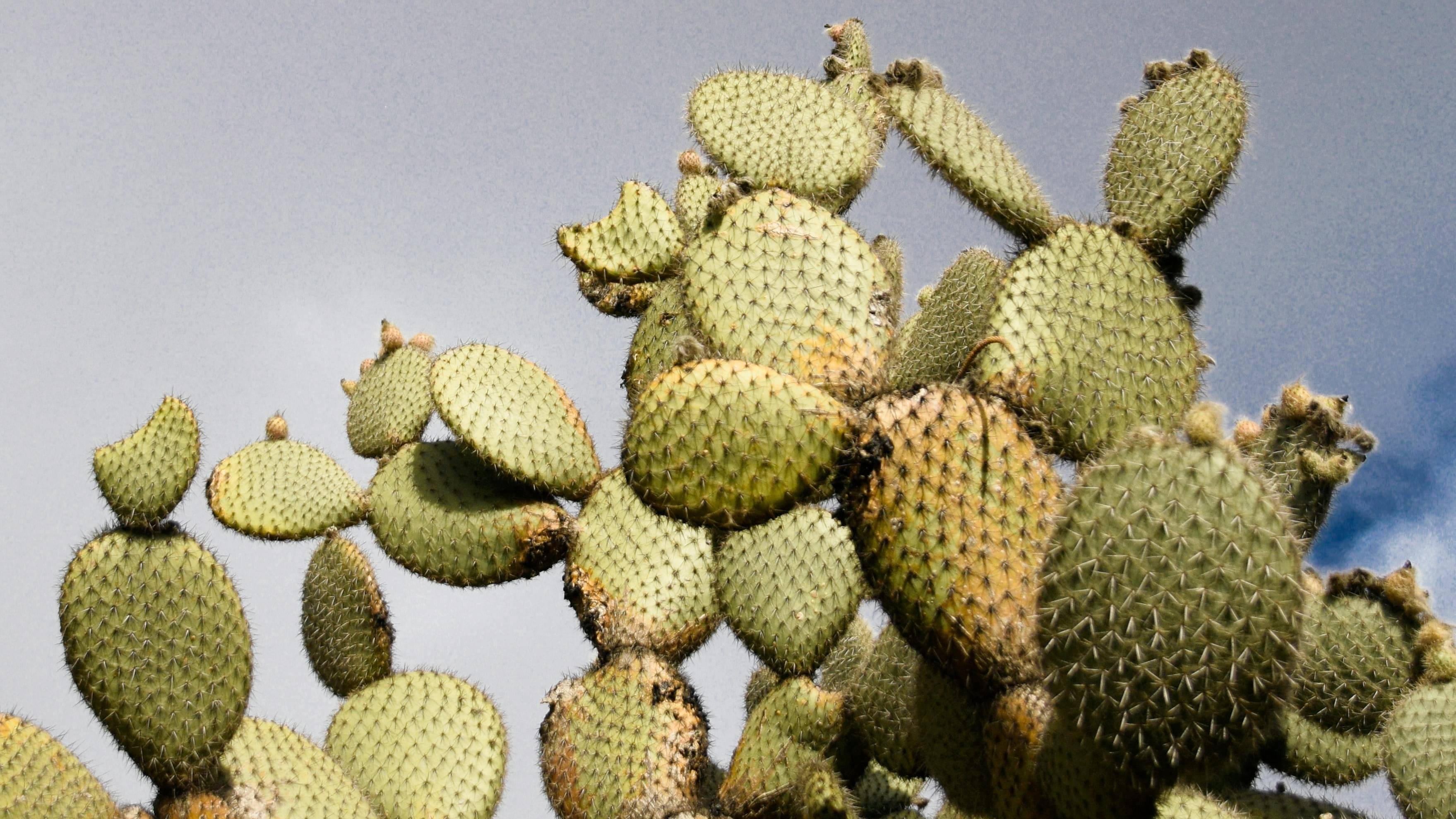 Description of the pic