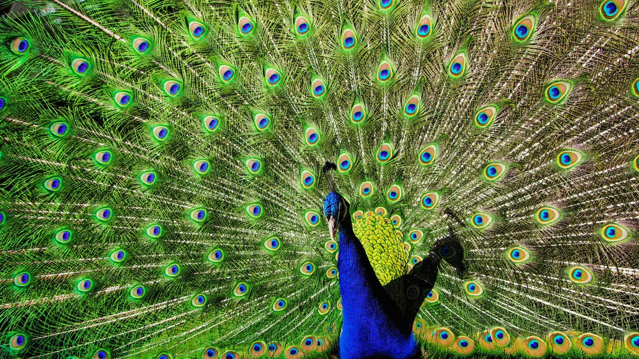 Peacock Curry Video Lands YouTuber in Trouble, Faces Police Case in Hyderabad While some communities may consume peacock curry, owning or capturing peacocks is illegal, invites strict penalties.