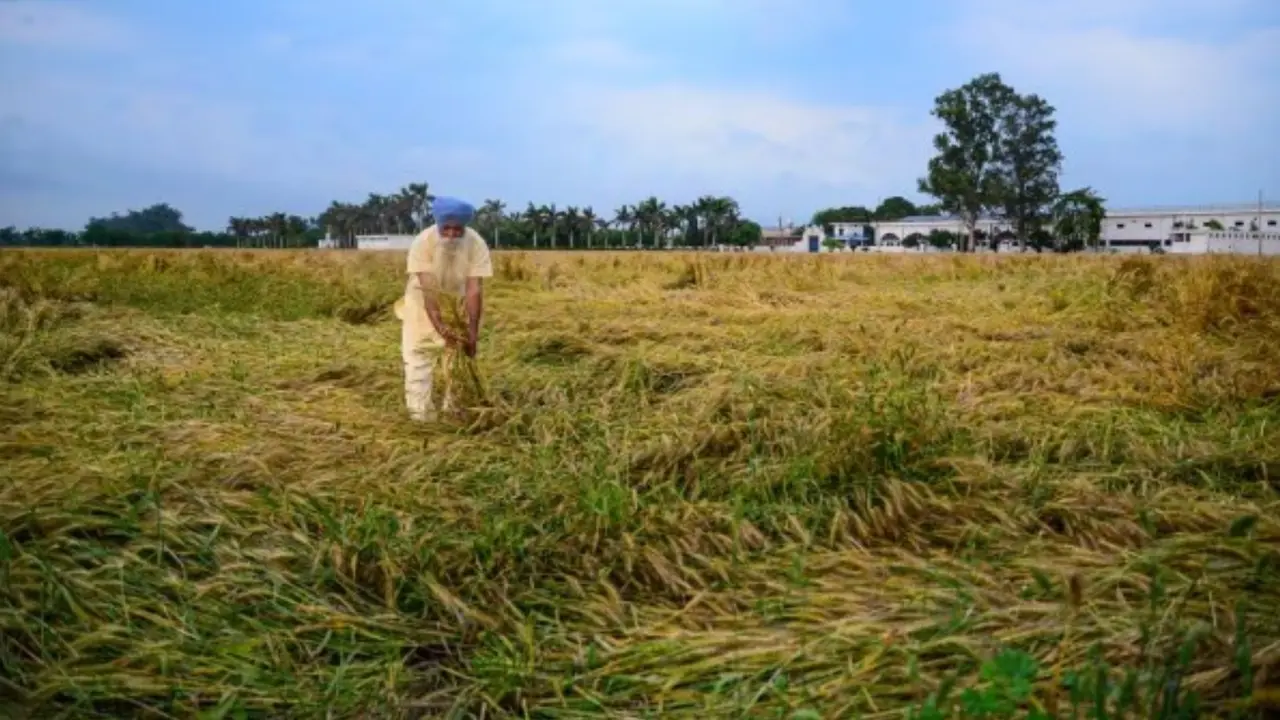 Punjab Farmer: बेमौसम बारिश से डरे पंजाब के किसान, गेंहू की खड़ी फसल हो सकती है खराब Punjab Farmer