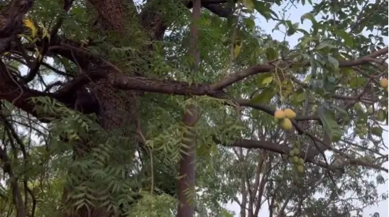 Mango on Neem tree