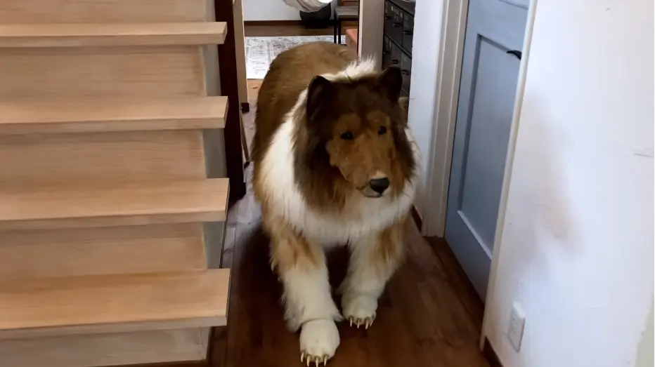 Japanese man wants to become panda