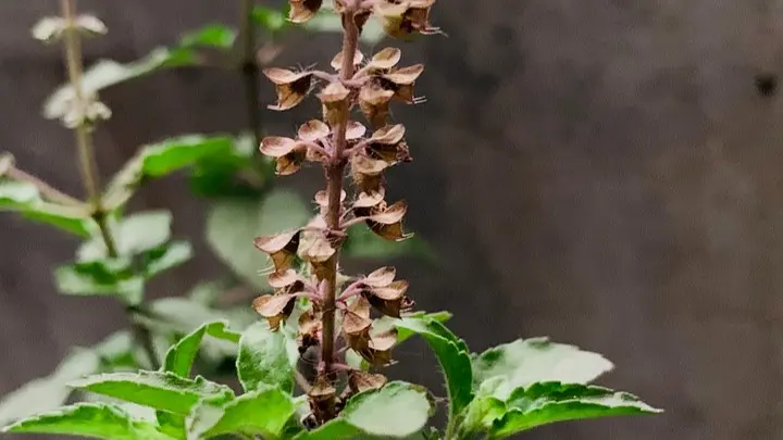 Tulsi