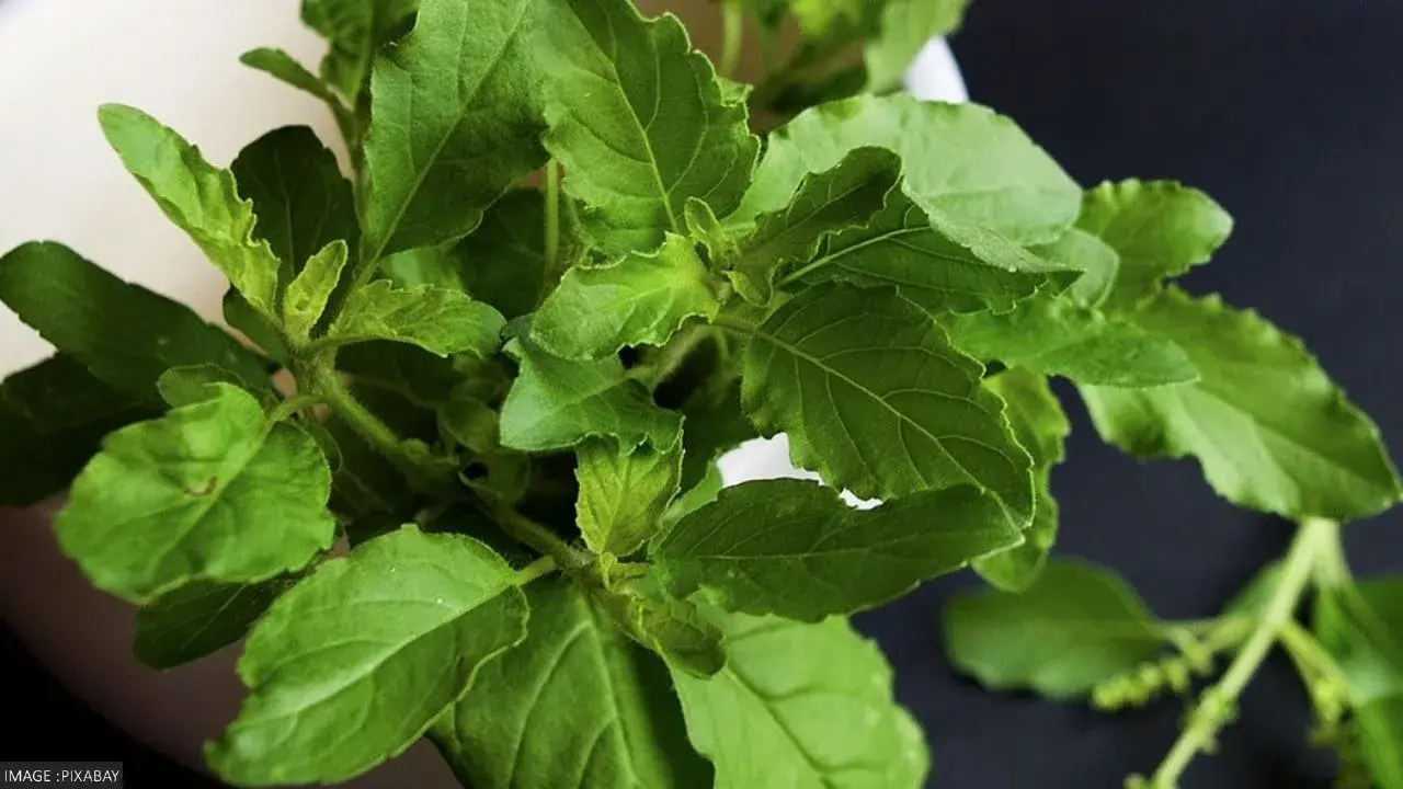 Tulsi Upay