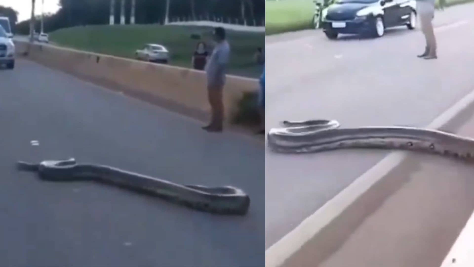 VIRAL: चलती सड़क पर अचानक आ गया कई फीट लंबा खतरनाक अजगर, थम गया ट्रैफिक ...