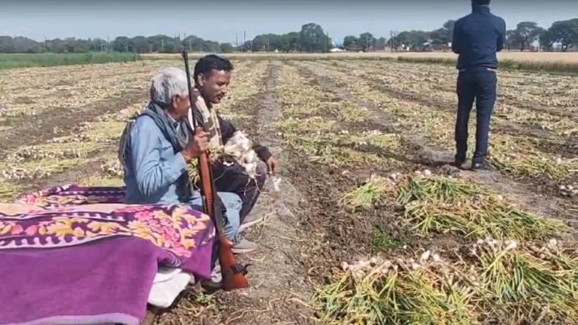 Madhya Pradesh Ujjain News Garlic