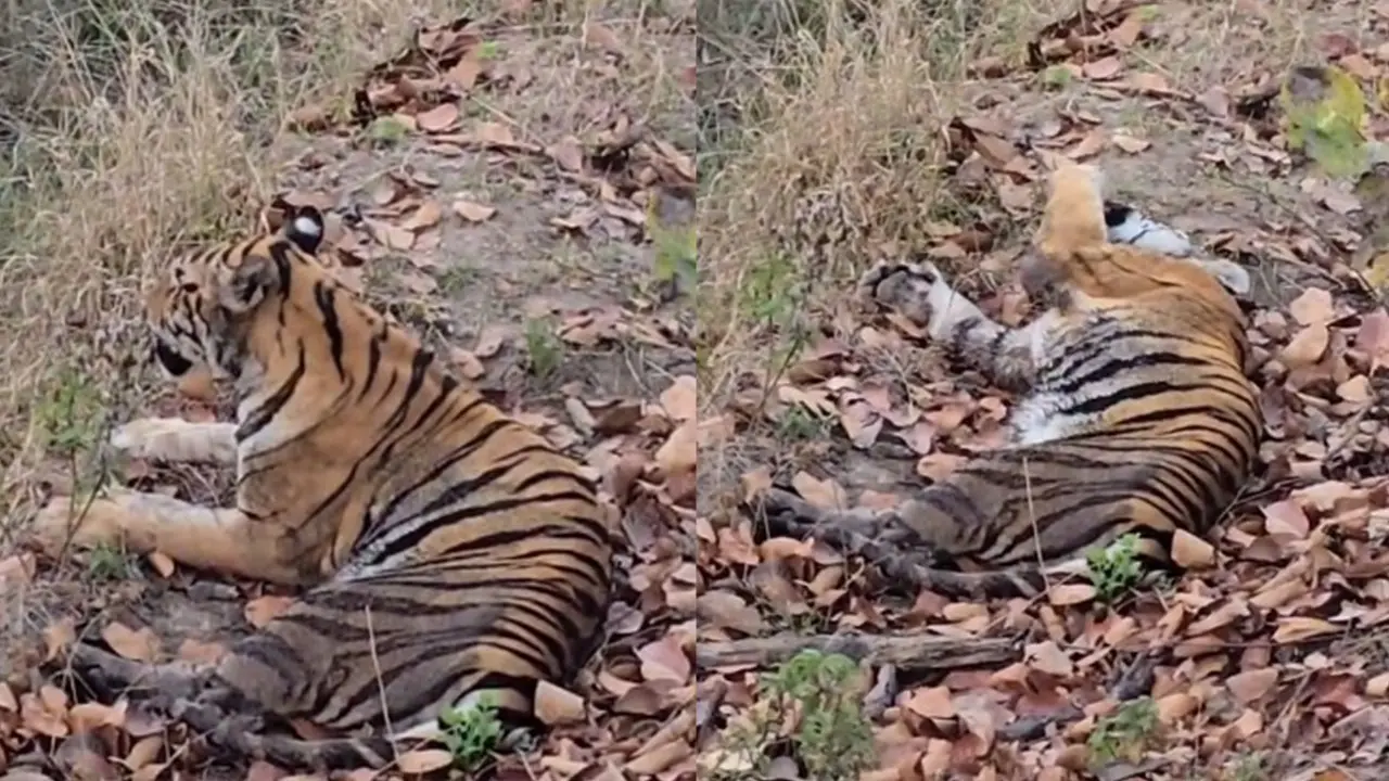 Tigress Strayed from Similipal Reserve Spotted in West Bengal's Purulia Madhya Pradesh Two tigresses fought with each other