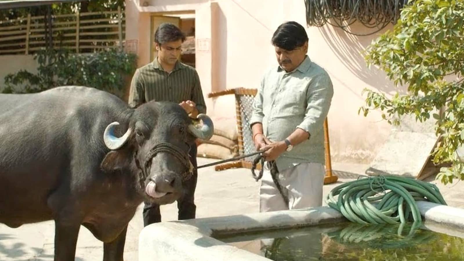 Description of the pic