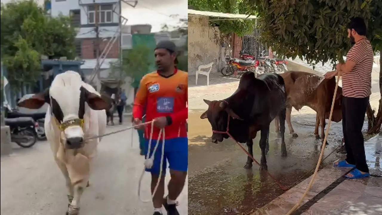 पाकिस्तान के पूर्व खिलाड़ियों ने दी सांडों की बलि