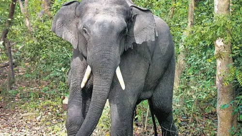 A PIL has sought the release of all captive elephants in Kerala.