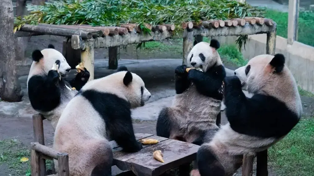 VIRAL | Adorable pandas eat, chill on table like humans in China zoo Pandas eat and chill on table like humans at a zoo in China