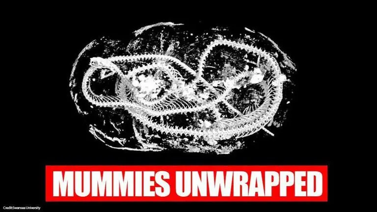 Mummies of ancient animals 'digitally unwrapped' in high-resolution 3D scans Mummies