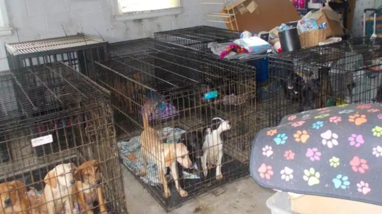 30 dead dogs found stuffed in freezers at animal rescue in Ohio, another 90 rescued Ohio