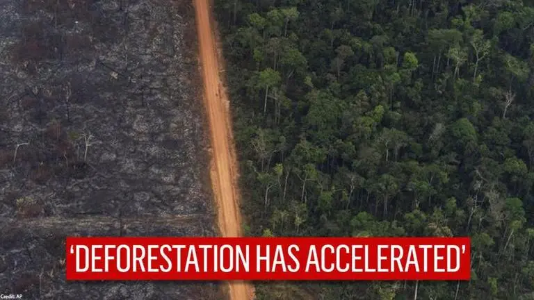 Amazon Rainforest: 8% of the area wiped out in 18 years due to increased deforestation Amazon Rainforest