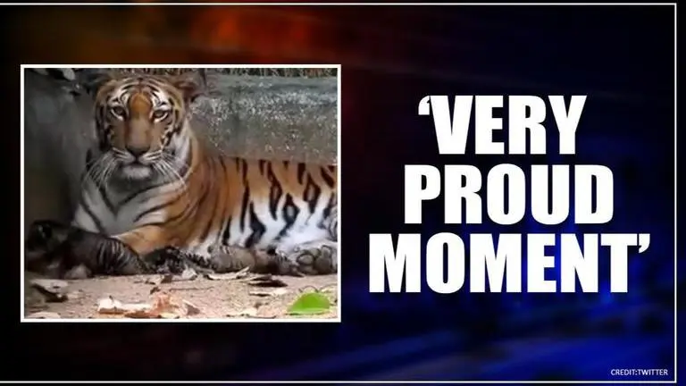 Good News: Tigress gives birth to 3 cubs in Ranchi, netizens celebrate Tigress