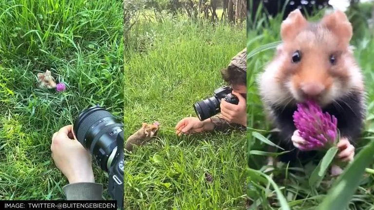 Viral video: Wild hamster gives endearing poses in 'photoshoot', netizens say 'so cool' Viral video