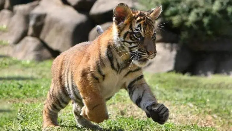 Body of tiger cub found in Madhya Pradesh's Kanha reserve