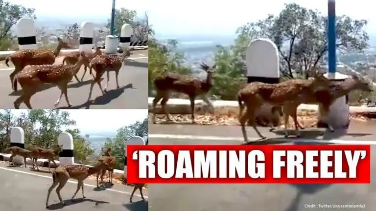 Herd of deer spotted roaming freely on streets amid lockdown; watch Video of a herd of deer spotted on the roads to Tirupati