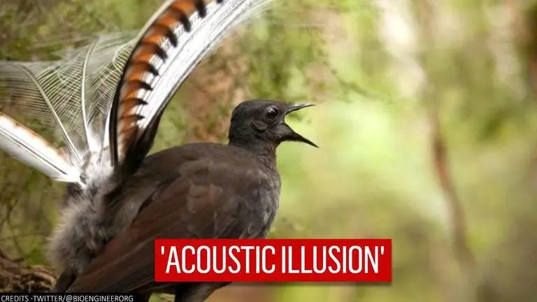 Male lyrebirds mimic deceptive sounds to trick females into mating, says study lyrebirds