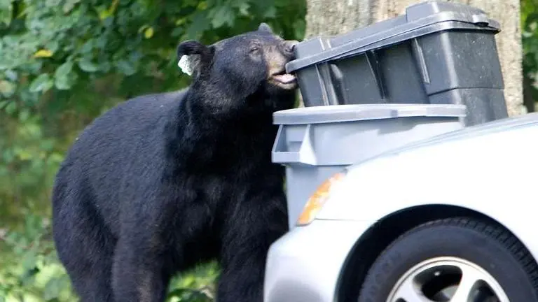 74-year-old Connecticut woman suffers injuries after black bear attack black bear