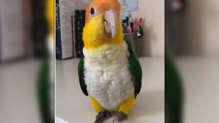 Adorable parrot BoBo ‘teaches’ how to dance in style, video goes viral ...