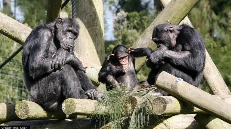 Chimpanzees develop 'handshake-like' gestures depending on their social group: Study Chimpanzees