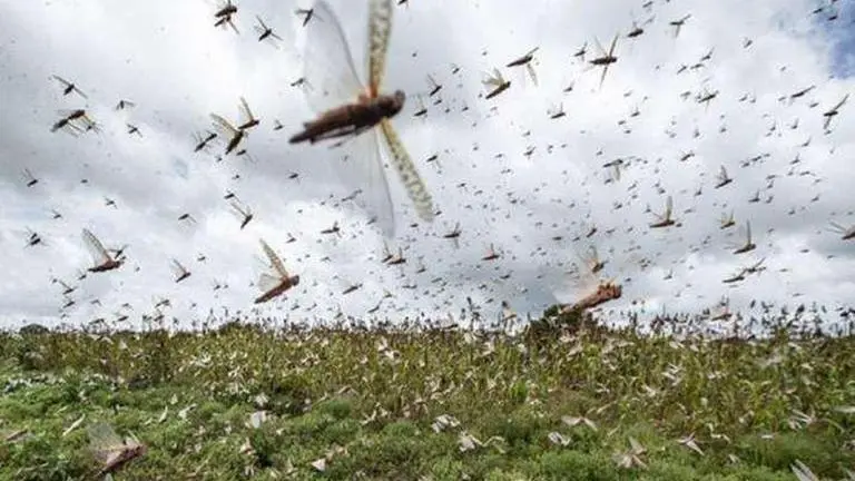 Chances of locusts reaching Karnataka remote: Agriculture Minister BC Patil