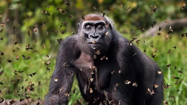 Nature Conservancy: Photo of gorilla surrounded by butterflies wins global contest Nature Conservancy Photo Contest