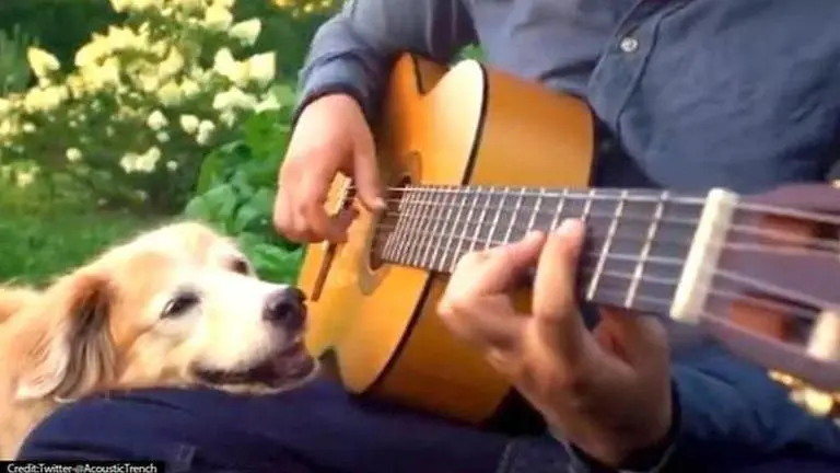 YouTuber AcousticTrench announces passing away of 'Maple - The Dog'; Netizens mourn demise Acoustic Trench