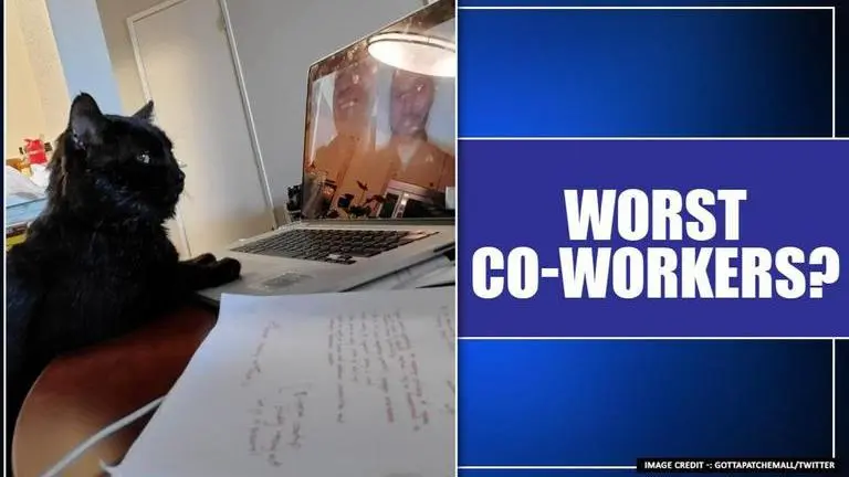 These funny tweets prove that pets are the 'worst co-workers'; Watch These funny tweets prove that pets are the worst co-workers. Watch