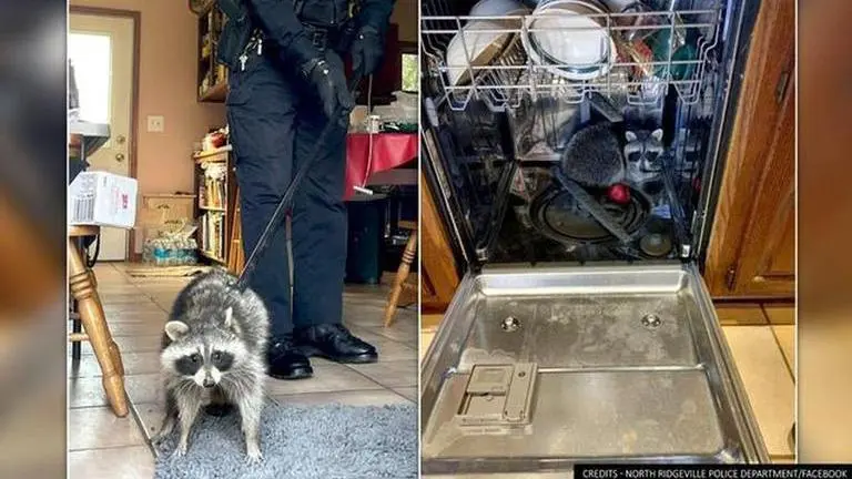 'Masked intruder': Ohio resident finds Raccoon taking 'well-deserved nap' in dishwasher Ohio