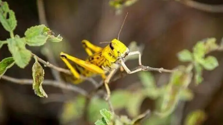 Prolonged monsoon in Indo-Pak region drove recent locust outbreak: Scientists