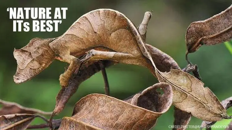 Leaf-tailed lizard beautifully blends in with surrounding, netizens call it 'spectacular' Lizard