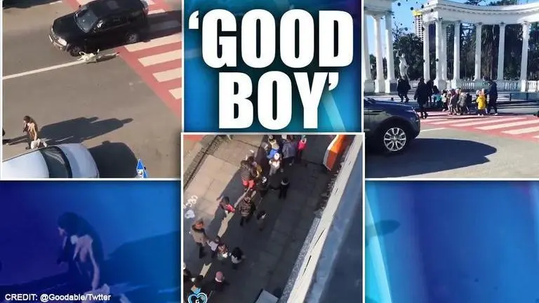 Video: Stray dog helps kindergarten kids cross street safely, netizens say 'adopt him' Stray dog
