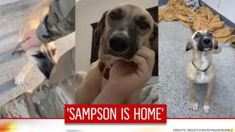 Soldier makes best friends with dog on duty abroad; brings him home in heart-warming tale Soldier