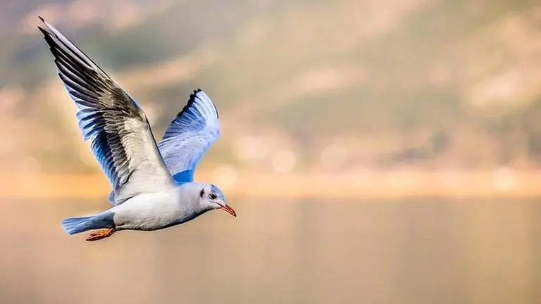 Seagull barks back at man who teased it by making noises; hilarious clip goes viral Seagull