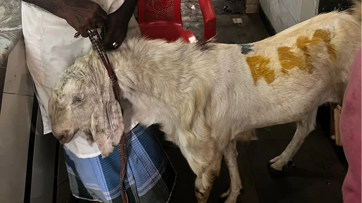 Navi Mumbai: Butcher Detained After Photo of Goat Scribbled With 'Ram' Goes Viral Ahead of Bakrid Navi Mumbai: Butcher Detained After Photo of Goat Scribbled With 'Ram' Goes Viral Ahead of Bakrid