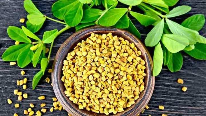 Fenugreek