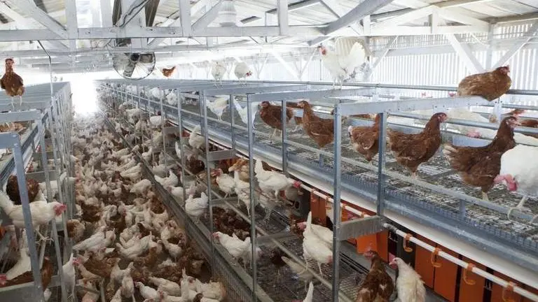 PETA India eyewitness footage shows Chickens being Mutilated PETA India eyewitness footage shows Chickens being Mutilated