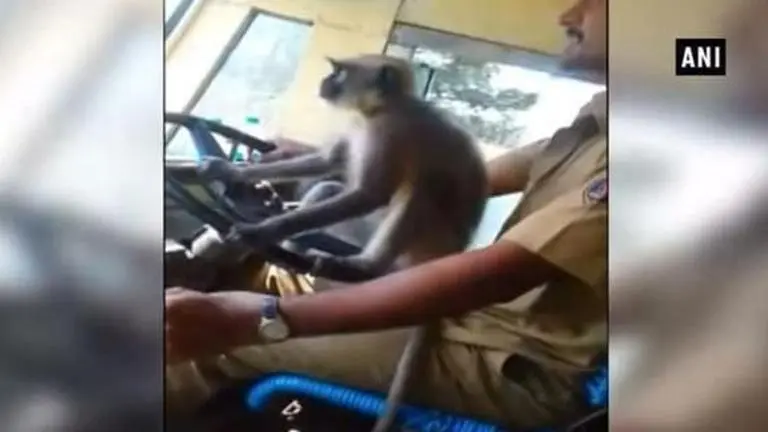 WATCH: Monkey Drives A Public Bus With Around 30 Passengers Seated