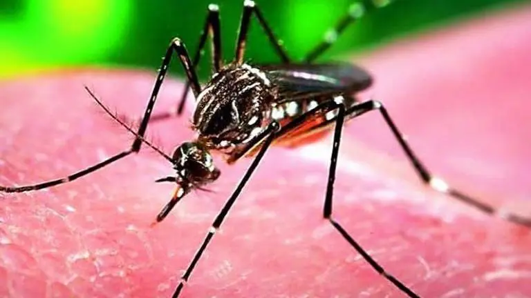 Medical emergency in Rajasthan, 29 out of 400 samples test positive for Zika virus in the state
