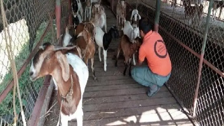 All Indian States must include animals in disaster plans to save communities